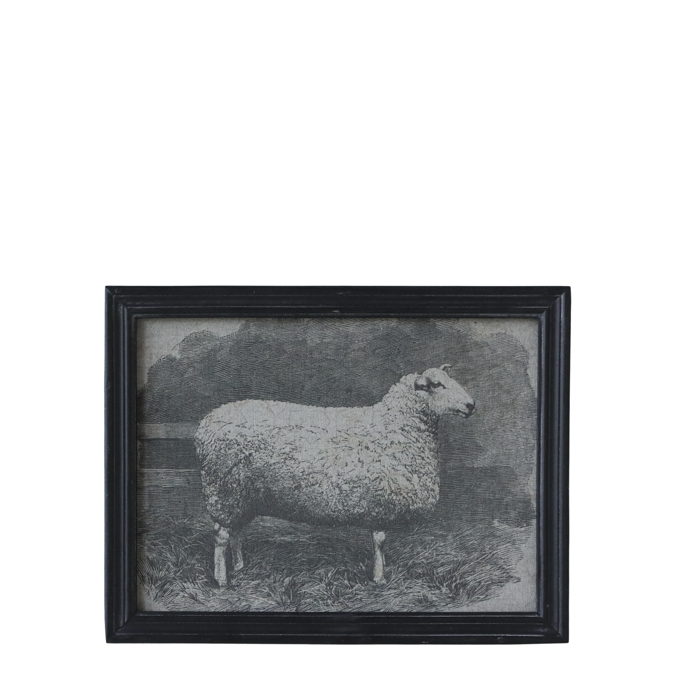 Framed sheep print on canvas