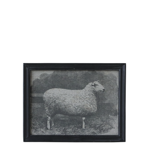 Framed sheep print on canvas