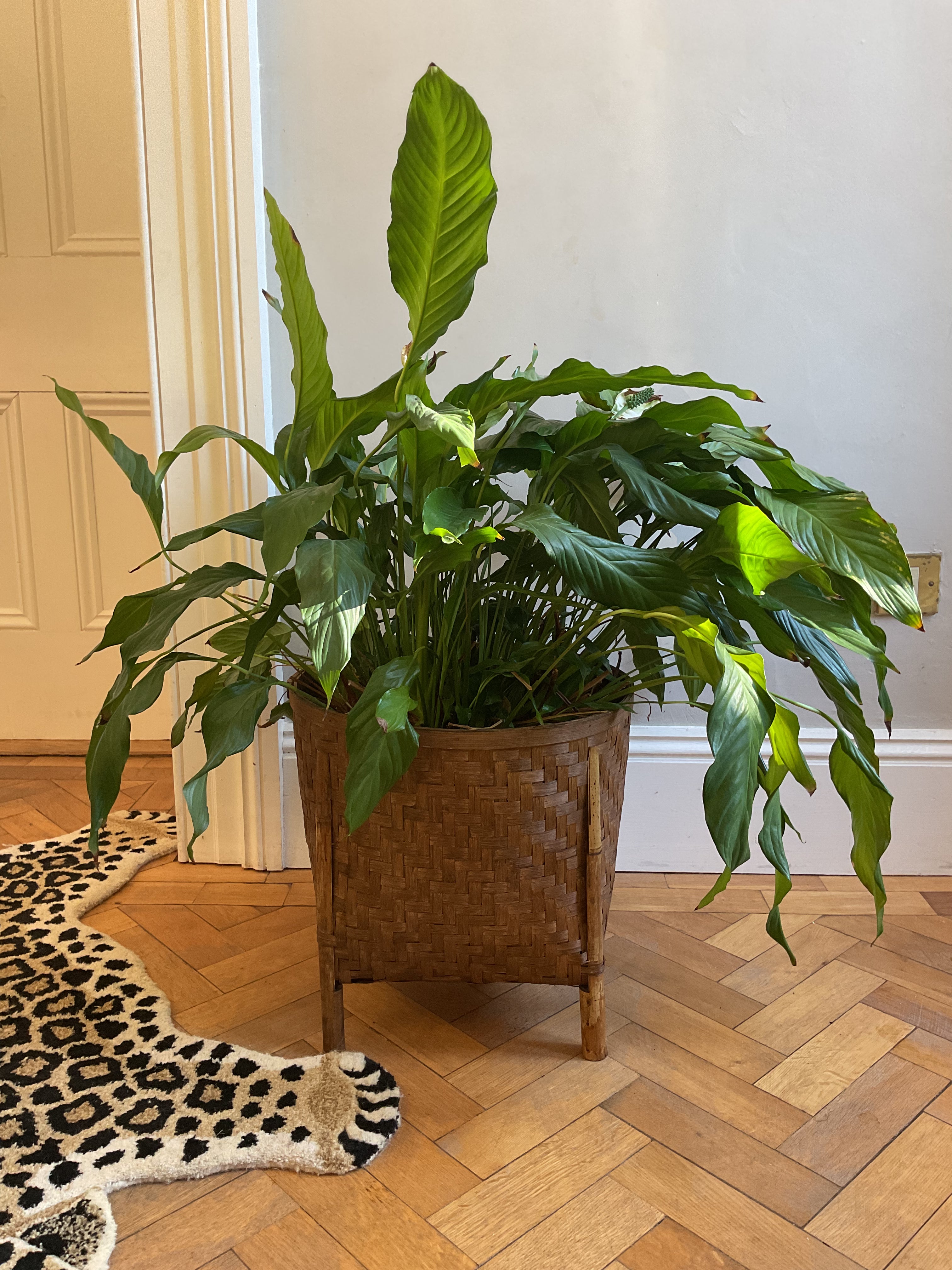 Bamboo Woven Planter