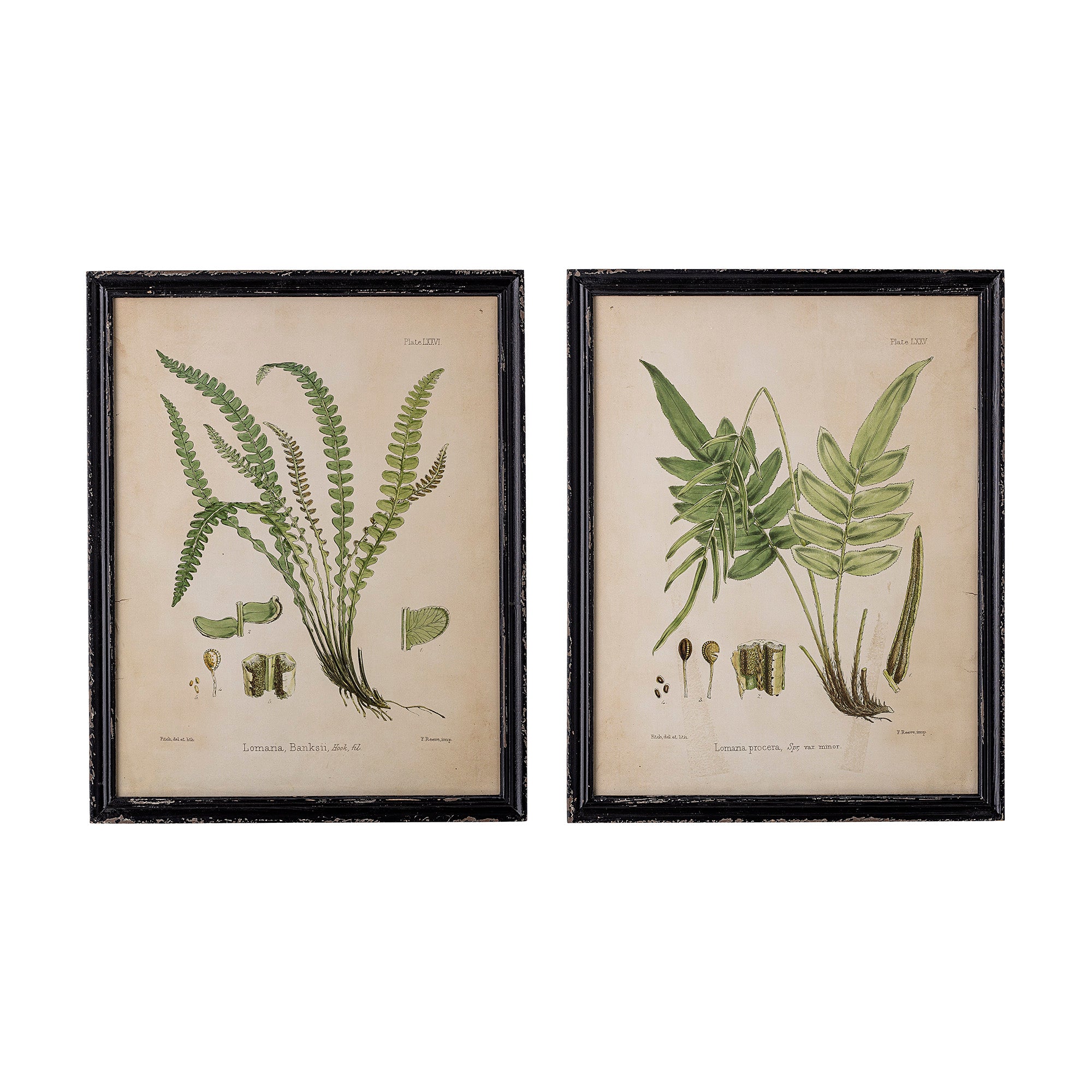 Fern print in black firwood frame